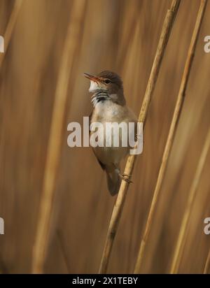 Una parula di canne di ritorno precoce che rendeva nota la sua presenza sul suo territorio. Foto Stock