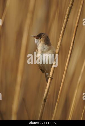 Una parula di canne di ritorno precoce che rendeva nota la sua presenza sul suo territorio. Foto Stock