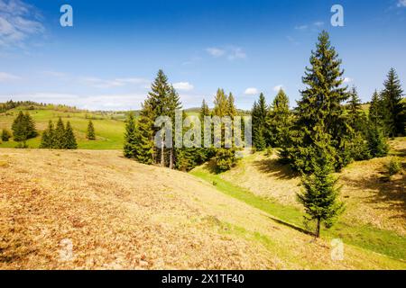 conifere sulle colline erbose e sui prati della campagna dei carpazi in primavera. paesaggio rurale dell'ucraina in una giornata di sole Foto Stock