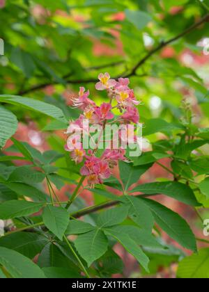 I bellissimi fiori rosa di un castagno del Cavallo rosso rubino in un giardino primaverile. Foto Stock