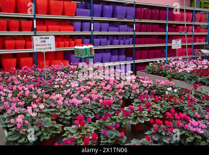 Centro giardino, Ciclamen, fiori vendita, Paesi Baschi, Spagna. Foto Stock