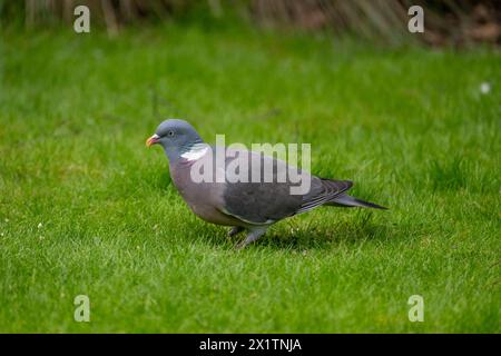 Piccione adulto grande e grigio [Columba palumbus] in un giardino periferico Foto Stock