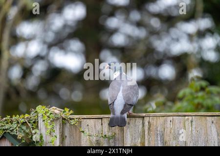 Piccione adulto grande e grigio [Columba palumbus] in un giardino periferico Foto Stock