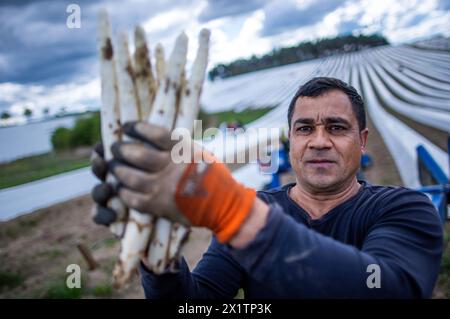 Tieplitz, Germania. 18 aprile 2024. Adrian Hariga, un operaio rumeno del raccolto, detiene un fascio di asparagi appena raccolti in un campo appartenente alla società agricola Mecklenburger Frische. Il raccolto di asparagi è iniziato nel Meclemburgo-Pomerania occidentale e in molti altri stati federali. Nel nord-est, gli asparagi bianchi sono stati coltivati su una superficie di 142 ettari nel 2023. Con un totale di 606 tonnellate, si trattava di una resa media di 4,2 tonnellate per ettaro. Crediti: Jens Büttner/dpa/Alamy Live News Foto Stock