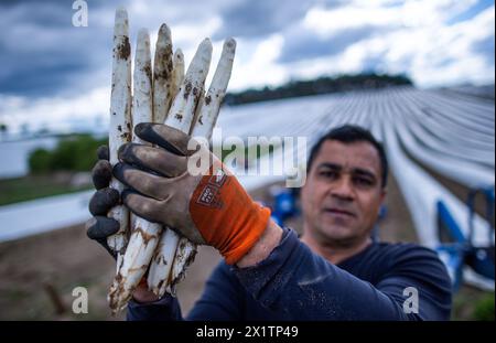 Tieplitz, Germania. 18 aprile 2024. Adrian Hariga, un operaio rumeno del raccolto, detiene un fascio di asparagi appena raccolti in un campo appartenente alla società agricola Mecklenburger Frische. Il raccolto di asparagi è iniziato nel Meclemburgo-Pomerania occidentale e in molti altri stati federali. Nel nord-est, gli asparagi bianchi sono stati coltivati su una superficie di 142 ettari nel 2023. Con un totale di 606 tonnellate, si trattava di una resa media di 4,2 tonnellate per ettaro. Crediti: Jens Büttner/dpa/Alamy Live News Foto Stock