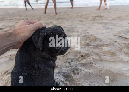 Un cane da cane seduto sulla sabbia della spiaggia accarezzato da un umano. animale domestico e calmo. Foto Stock