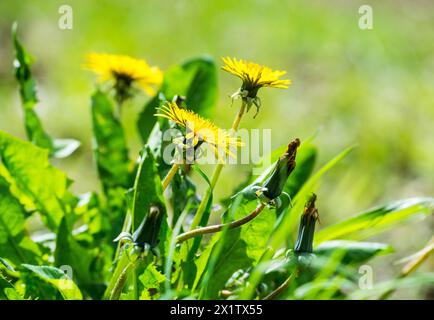 Fiori gialli aperti e chiusi di dente di leone, dente di leone, farfalla, dente di leone comune (Taraxacum ruderalia) brillano in una giornata di sole su un prato verde Foto Stock