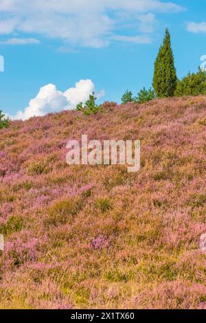 Vista di un paesaggio collinare ricoperto di fiori viola sotto un cielo blu con nuvole bianche, ginepro singolo, erica scopa in fiore viola o comune Foto Stock