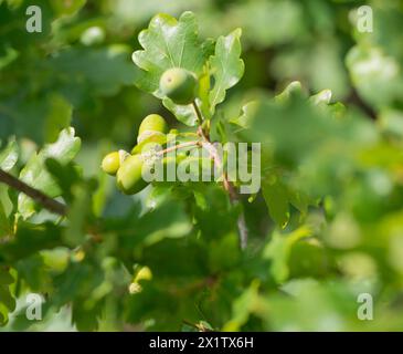 Diverse ghiande verdi, frutti acermaturi della quercia comune (Quercus pedunculata) o della quercia estiva o della quercia inglese (Quercus robur) su un ramo di foglia di quercia nel Foto Stock