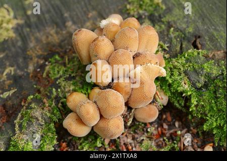 Mica Tintling (Coprinellus micaceus, Coprinus micaceus), Renania settentrionale-Vestfalia, Germania Foto Stock