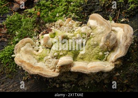 Staffa sporgente (Trametes gibbosa), Renania settentrionale-Vestfalia, Germania Foto Stock