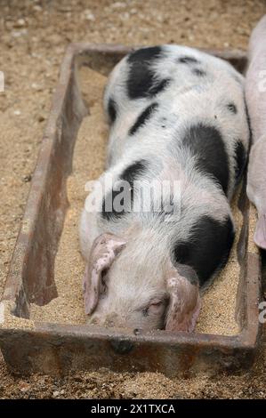 Maiale Bentheimer (Sus scrofa domesticus), suinetto nella mangiatoia, Renania settentrionale-Vestfalia, Germania Foto Stock