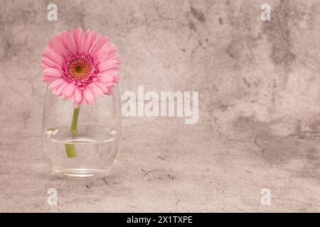 Margherita Transvaal rosa in vetro su sfondo bianco e grigio effetto gesso con spazio di copia a destra Foto Stock