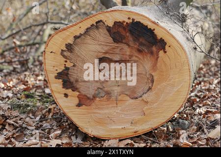 Faggio di rame abbattuto (Fagus sylvatica) con marciume del legno, Renania settentrionale-Vestfalia, Germania Foto Stock