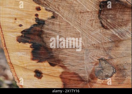 Faggio di rame abbattuto (Fagus sylvatica) con marciume del legno, Renania settentrionale-Vestfalia, Germania Foto Stock