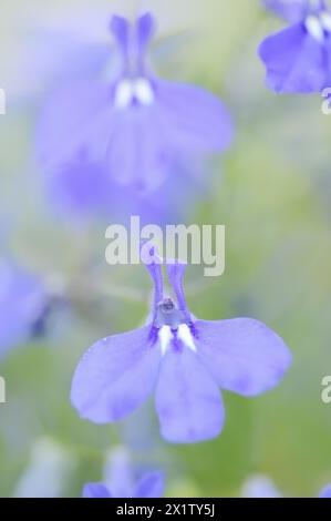 Lobelia maschile o lobelia blu (Lobelia erinus), fiori, piante ornamentali, Renania settentrionale-Vestfalia, Germania Foto Stock