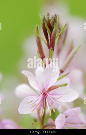 Beeblossom di Lindheimer (Gaura lindheimeri), fiore originario del Nord America, pianta ornamentale, Renania settentrionale-Vestfalia, Germania Foto Stock