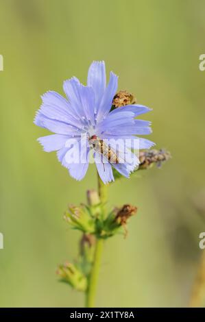 Cicoria comune (Cichorium intybus), fiore e marmellata comune hoverfly (Episyrphus balteatus), Renania settentrionale-Vestfalia, Germania Foto Stock