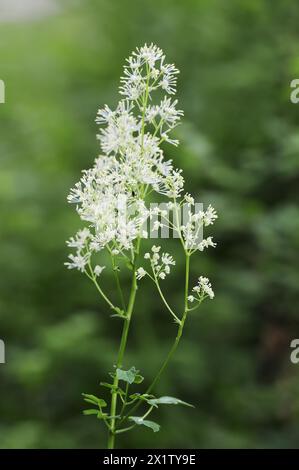 Rue del prato giallo (Thalictrum flavum), infiorescenza, Renania settentrionale-Vestfalia, Germania Foto Stock