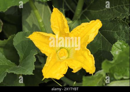 Zucca da giardino (Cucurbita pepo), fiore, Renania settentrionale-Vestfalia, Germania Foto Stock