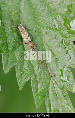 Ragno comune (Tetragnatha extensa), Renania settentrionale-Vestfalia, Germania Foto Stock