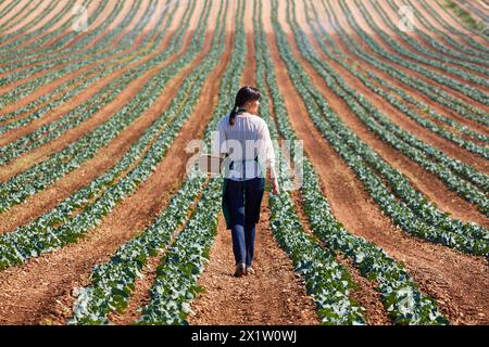 Farmer, Broccoli, Agricultural Field, Funes, Navarra, Spagna, Europa. Foto Stock