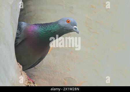 Città colomba livia forma domestica (Columba livia forma domestica) che guarda fuori da un buco di nidificazione in un platano, Rosensteinpark, Stoccarda, Baden-Wuerttemberg, Germania Foto Stock