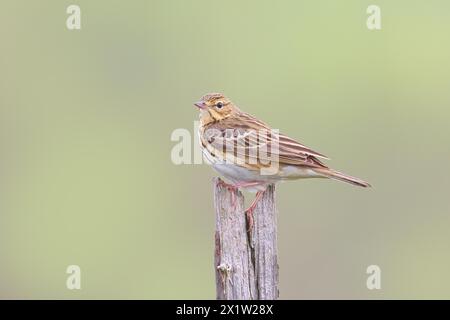 Pipito di alberi (Anthus trivialis) adulto, seduto su abete rosso secco, fauna selvatica, animali, uccelli, Siegerland, Renania settentrionale-Vestfalia, Germania Foto Stock