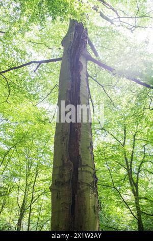 Deadwood struttura Gully in foresta decidua, enormi danni al tronco di alberi in piedi, habitat importante per insetti e uccelli, Renania settentrionale-Vestfalia Foto Stock