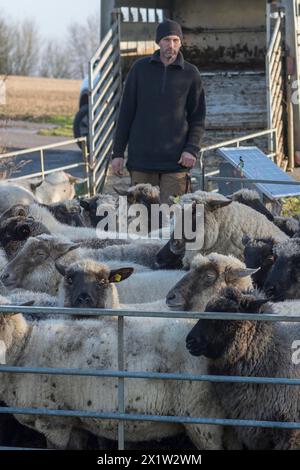 Pecore domestiche a testa nera sigillate (Ovis gmelini aries) nella penna, dietro il pastore di fronte al carro caricatore, Meclemburgo-Vorpommern, Germania Foto Stock