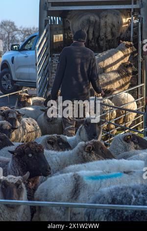 Pastore che carica pecore domestiche Blackface (Ovis gmelini aries) in un rimorchio per bestiame a due piani, Meclemburgo-Pomerania Occidentale, Germania Foto Stock