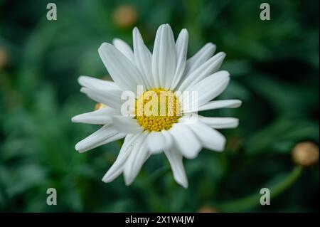 Il fiore bianco con il pistoncino giallo di una marguerite (Leucanthemum), Jena, Turingia, Germania Foto Stock