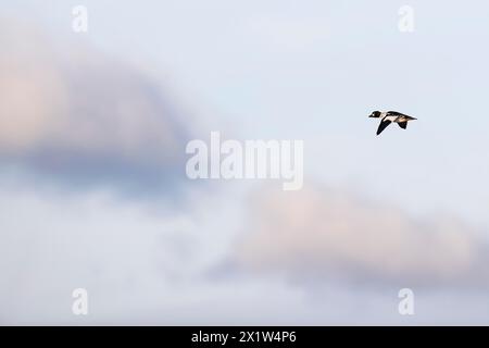 Goldeneye comune (Bucephala clangula), maschio adulto in volo, Laanemaa, Estonia Foto Stock