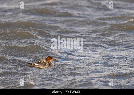 Merganser comune (Mergus merganser), giovane uccello che nuota nel mare, Laanemaa, Estonia Foto Stock