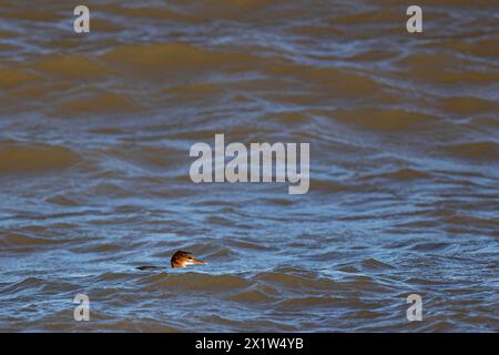 Merganser comune (Mergus merganser), giovane uccello che nuota nel mare, Laanemaa, Estonia Foto Stock