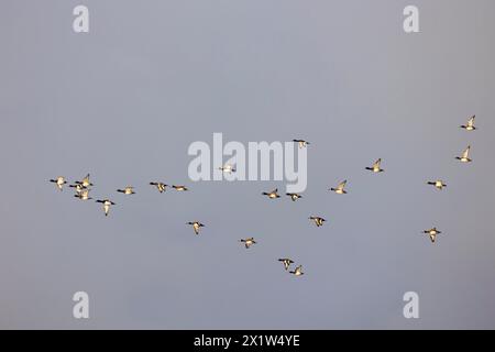 Anatra tufted (Aythya fuligula), piccolo gregge in volo, Laanemaa, Estonia Foto Stock