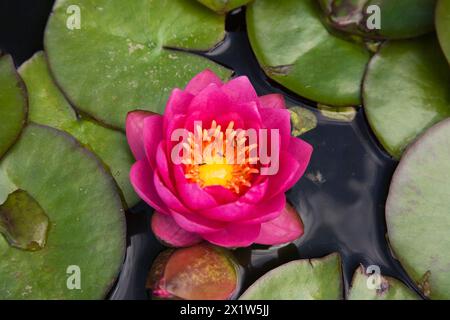 Primo piano di Nymphaea rosa e gialla, fiore d'acqua con formiche e giglio verde galleggiante sulla superficie dello stagno in estate, Quebec, Canada Foto Stock