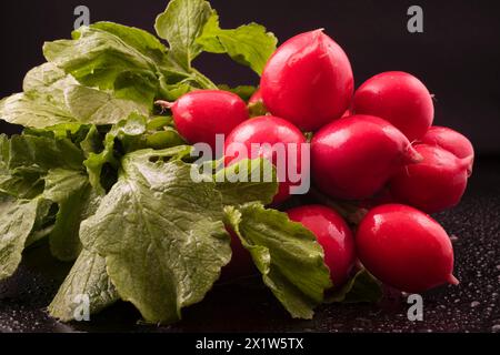 Primo piano di Raphanus sativus rosso raccolto e lavato, irradia su sfondo nero con goccioline d'acqua, Studio Composition, Quebec, Canada Foto Stock