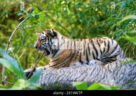 Una tigre energica giovane che gioca con un ramoscello su un tronco di albero, tigre siberiana, tigre Amur, (Phantera tigris altaica), Cubs Foto Stock