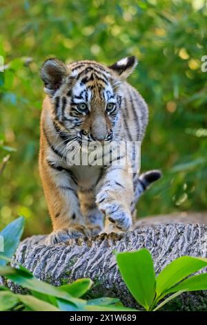 Una giovane tigre giovane in movimento su un albero in natura, tigre siberiana, tigre Amur, (Phantera tigris altaica), cuccioli Foto Stock