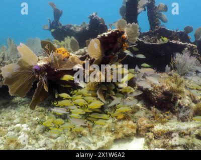 Scuola di pesci e comune ventilatore marino (Gorgonia ventalina) sul relitto del Benwood. Sito per immersioni John Pennekamp Coral Reef State Park, Key largo Foto Stock