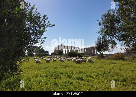 L'Italia, sicilia, Selinunte, un gregge di pecore e il greco tempio di Hera (409 b.C.) Foto Stock