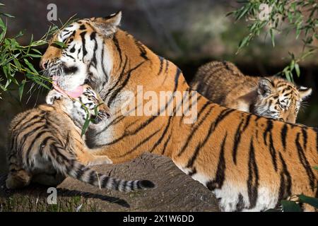 Una tigre adulta che gioca con i suoi giovani su un tronco d'albero, tigre siberiana, tigre Amur, (Phantera tigris altaica), cuccioli Foto Stock