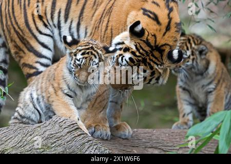Due cuccioli di tigre che giocano mentre un adulto li guarda, tigre siberiana, tigre Amur, (Phantera tigris altaica), cuccioli Foto Stock