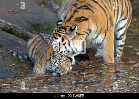 Una giovane tigre che gioca in acqua accanto a un tronco di albero, tigre siberiana, tigre Amur, (Phantera tigris altaica), cuccioli Foto Stock