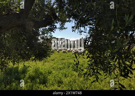 L'Italia, sicilia, Selinunte, un gregge di pecore e il greco tempio di Hera (409 b.C.) Foto Stock