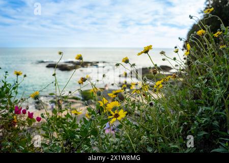 Una splendida spiaggia con un grande specchio d'acqua e una costa rocciosa. La spiaggia è ricoperta di fiori gialli e erba verde Foto Stock