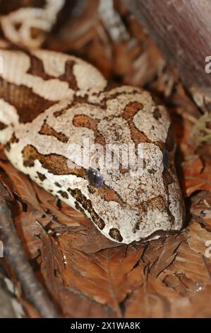 Boa di Dumeril (Acrantophis dumerili), prigioniero, che si verifica in Madagascar Foto Stock