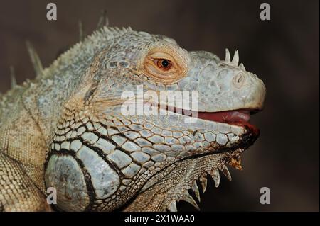 Iguana verde (iguana iguana), maschio, prigioniero, presente in America centrale e Sud America Foto Stock