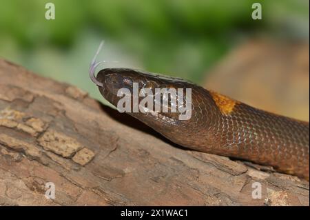 Il pitone ad anello di Bismarck o pitone ad anello di bismarck (Bothrochilus boa) lambent, ritratto, prigioniero, che si verifica in Papua nuova Guinea Foto Stock